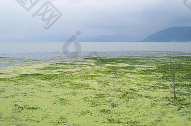 藻增长表面海湖达利云南中国