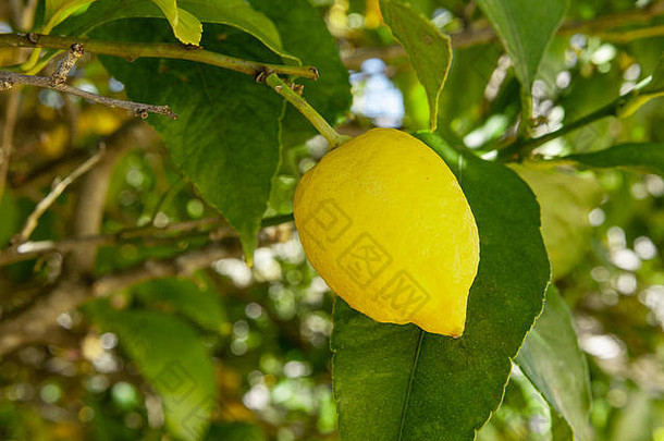 柠檬日益增长的柠檬树葡萄牙