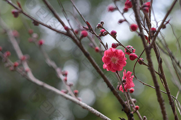 粉红色的花李子花朵植物花园公园武汉城市湖北中国