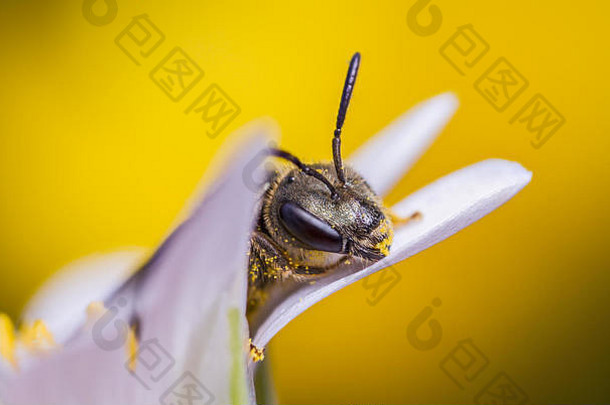 小孤独的蜜蜂哈利克图斯图姆洛鲁姆野花