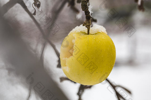 苹果重分支机构雪开始冬天