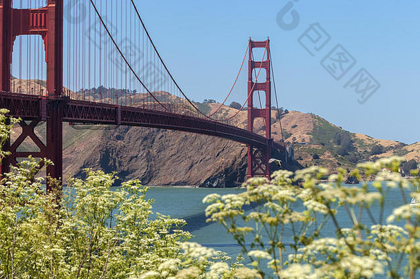 金门桥盛开的牛欧洲防风草花Heracleum羊毛春天三旧金山加州曼联州