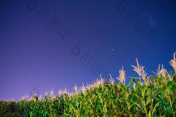 图片玉米田布满星星的天空背景