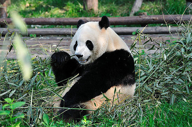 巨大的熊猫吃竹子成都四川中国