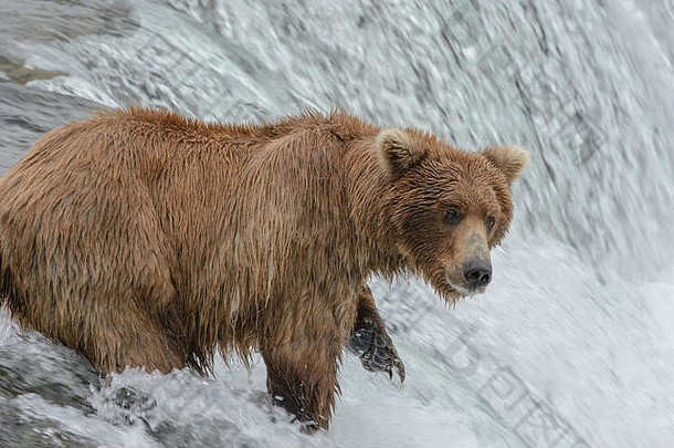 灰熊熊捕捉大马哈鱼前瀑布布鲁克瀑布阿拉斯加