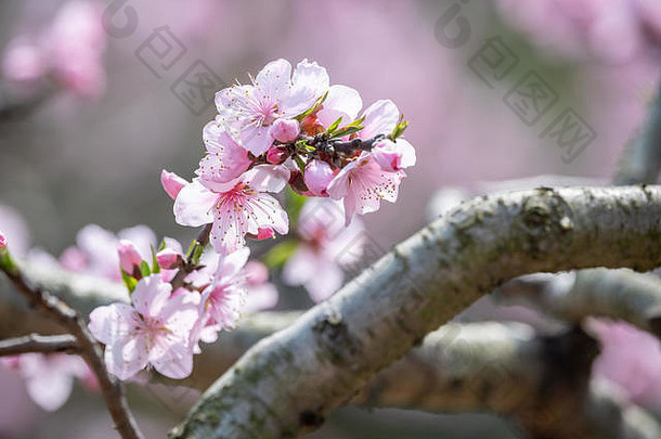 中國成都龍泉驛山春季桃花樹特寫