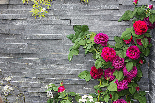 粉红色的玫瑰植物石头墙
