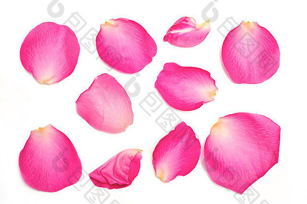 集合粉红色的玫瑰花瓣白色背景