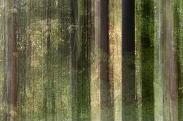 有意的相机运动拍摄森林创建梦幻超凡脱俗的感觉