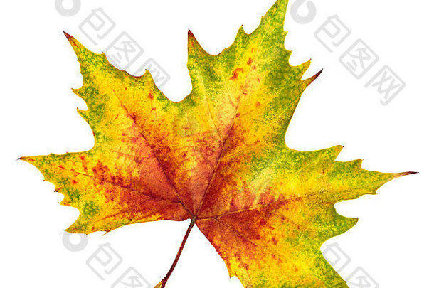 不错的色彩斑斓的枫木叶红色的黄色的绿色象征秋天孤立的白色背景丰富的颜色细节