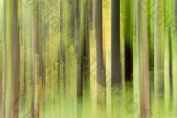 有意的相机运动拍摄森林创建梦幻超凡脱俗的感觉