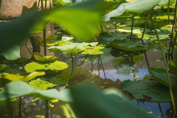大绿色莲花叶纹理背景美丽的莲花叶背景池塘自然越南