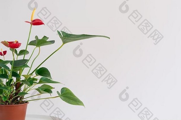 特写镜头图像绿色软管植物能红色的花
