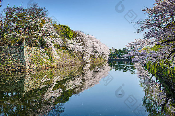 城堡外护城河春天季节彦根城日本