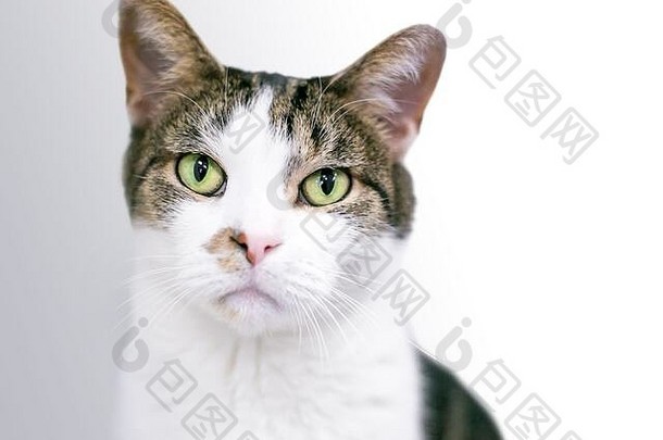 国内短毛猫猫棕色（的）虎斑白色标记绿色眼睛