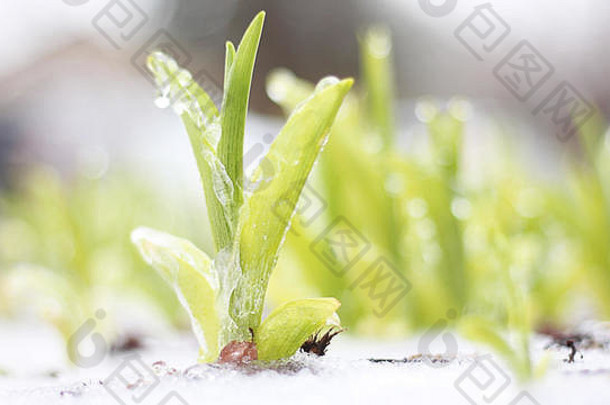 初露头角的植物包裹冰春天一天