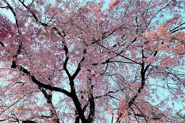 雄伟的美丽的完整的布鲁姆粉红色的樱花<strong>樱桃</strong>开花树春天日本