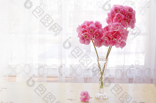 花瓶粉红色的天竺葵花花边窗帘