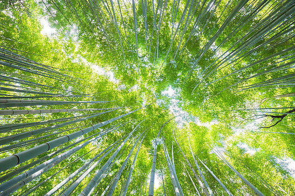 郁郁葱葱的植被著名的旅游网站竹子森林《京都议定书》日本