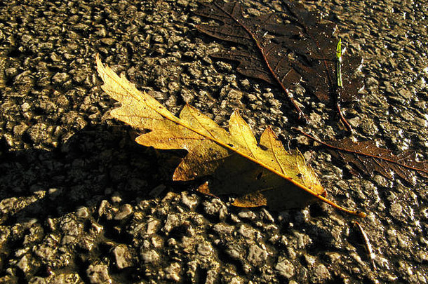 橡木叶下降树湿gournd秋天秋天