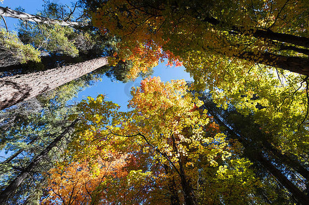 色彩斑斓的秋天树雷蒙圣诞老人卡特琳娜山coronado国家森林图森亚利桑那州美国
