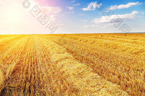 金成熟的小麦场收获