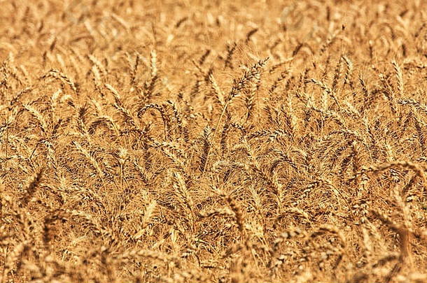 金小麦增长农村场以色列