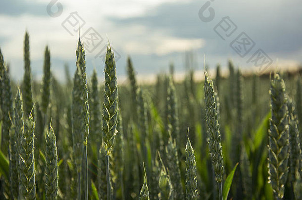 场绿色小麦夏天农村景观在户外