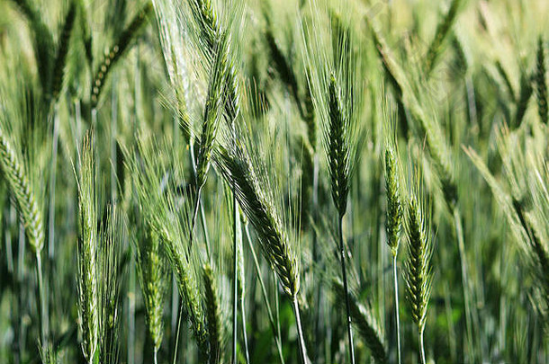 场成熟绿色小麦晚些时候7月夏天