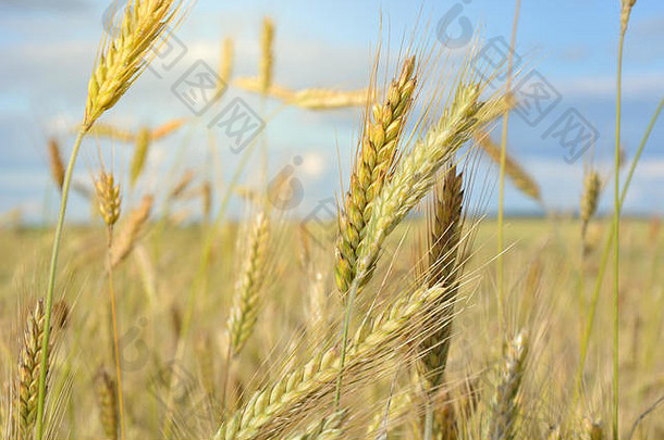 小麦场阳光明媚的夏天一天场农业背景关闭