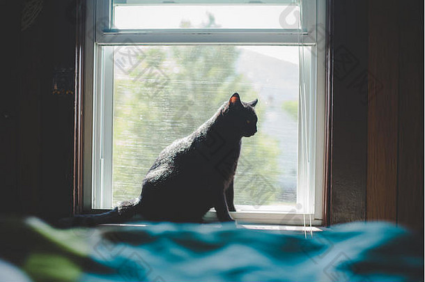 黑色的猫坐着窗口窗台上窗台