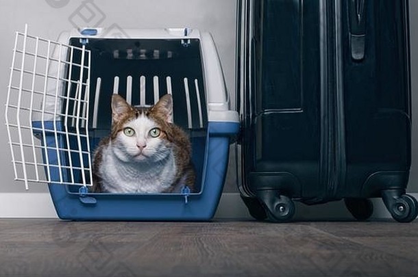 <strong>旅行</strong>猫虎斑猫焦急地宠物航空公司手提箱