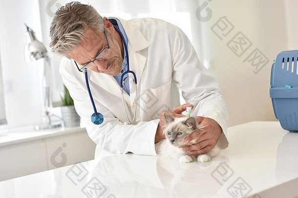 兽医检查猫诊所