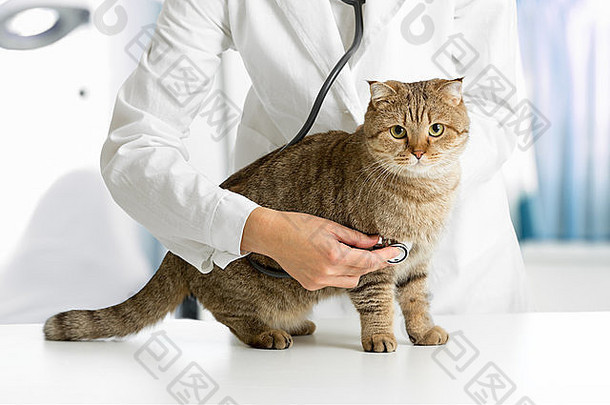 猫兽医诊所