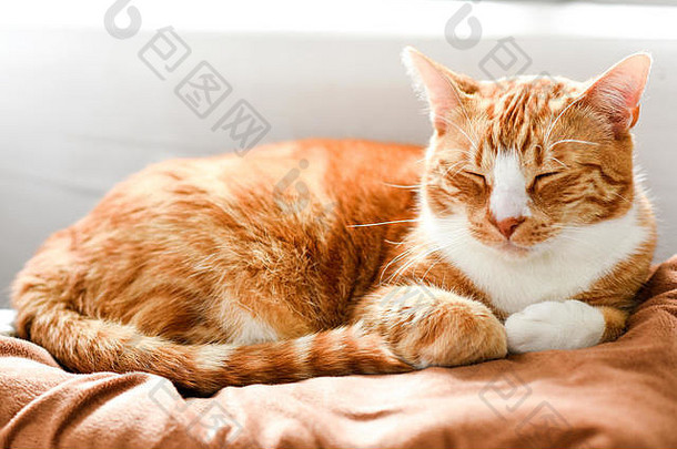 姜猫睡觉沙发上首页美丽的房子猫