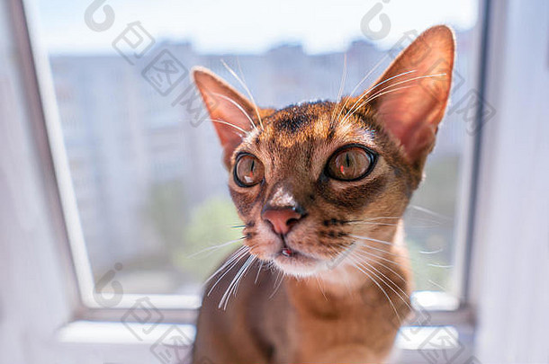 特写镜头视图阿比西尼亚猫小猫坐着窗口