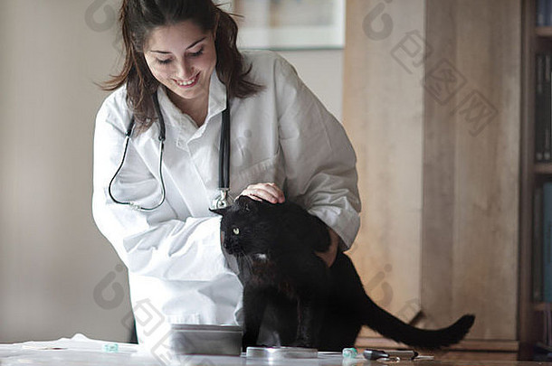 兽医检查黑色的猫