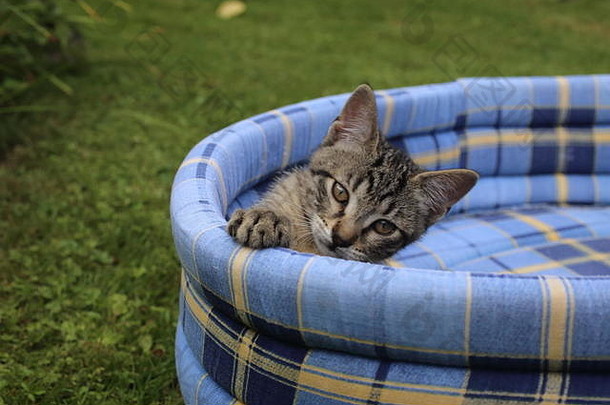 困了小猫软蓝色的<strong>宠</strong>物床上花园