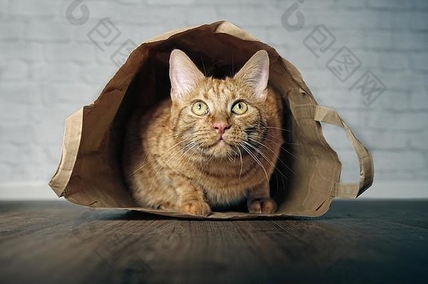 可爱的姜猫说谎纸袋好奇的向上