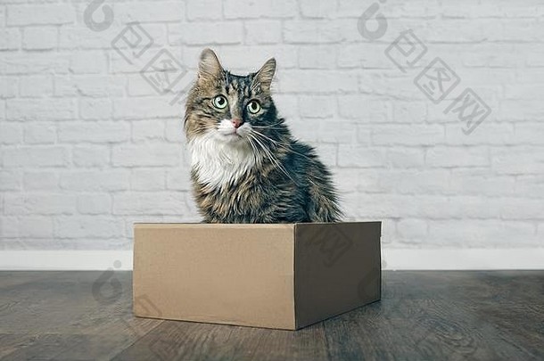 可爱的知识分子的猫坐着纸板盒子横盘整理
