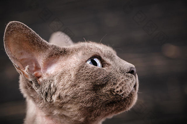 德文雷克斯猫猫特写镜头肖像展览猫概念