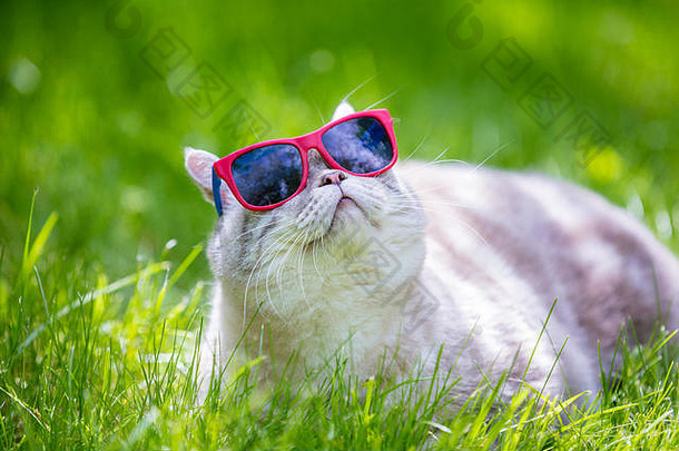 猫穿太阳镜谎言草夏天阳光明媚的一天