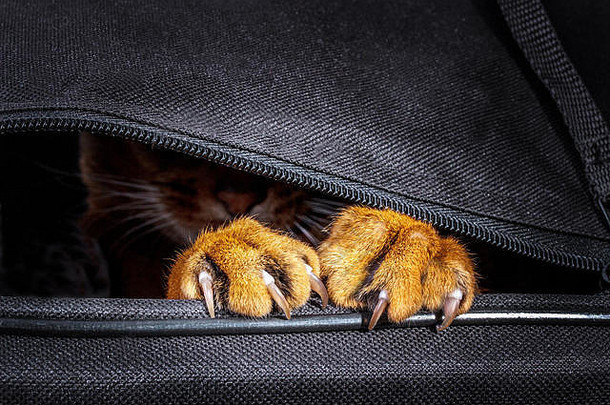阿比西尼亚猫袋