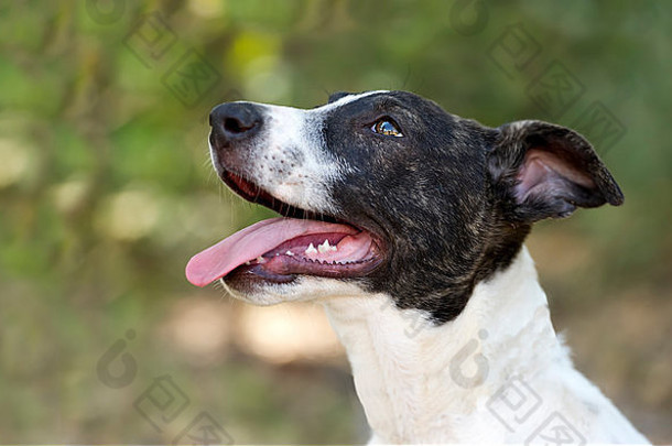 可爱的狗美丽的快乐在户外舌头挂