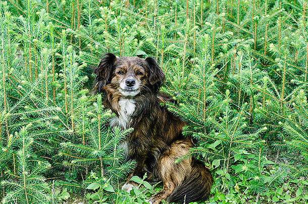 可爱的狗坐着草