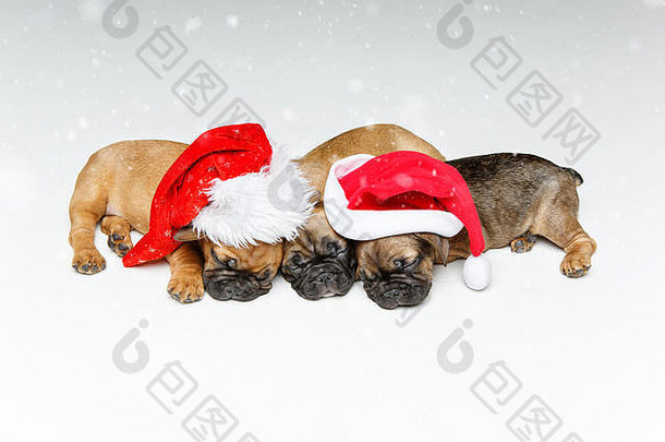 小狗睡觉圣诞节帽子
