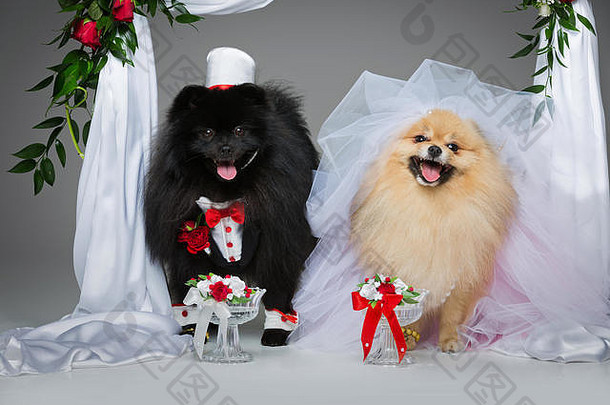 狗婚礼夫妇花拱