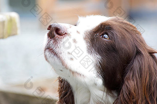 棕色（的）白色长头发的溺爱猎犬狗肖像可爱的动物宠物户外可爱的狗