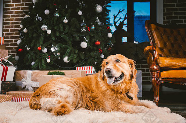 金寻回犬狗圣诞节可爱的狗圣诞节树背景圣诞节狗寻回犬说谎一年树美丽的圣诞节动物