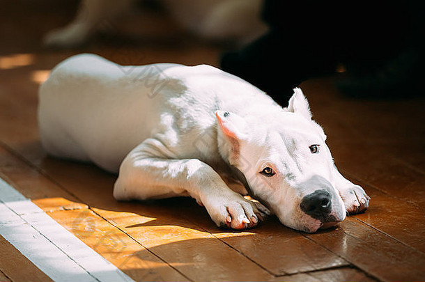 多戈阿根廷阿根廷獒大白色肌肉发达的狗发达阿根廷主要是